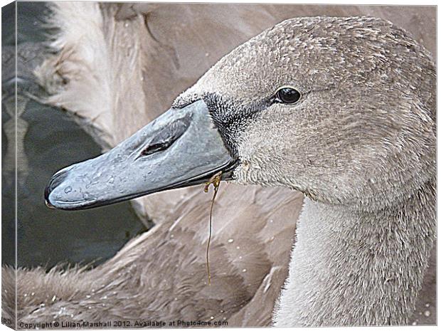 Portrait of a Cygnet. Canvas Print by Lilian Marshall