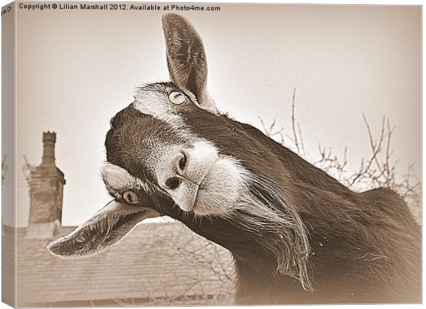 The Nosy Goat (2) Canvas Print by Lilian Marshall