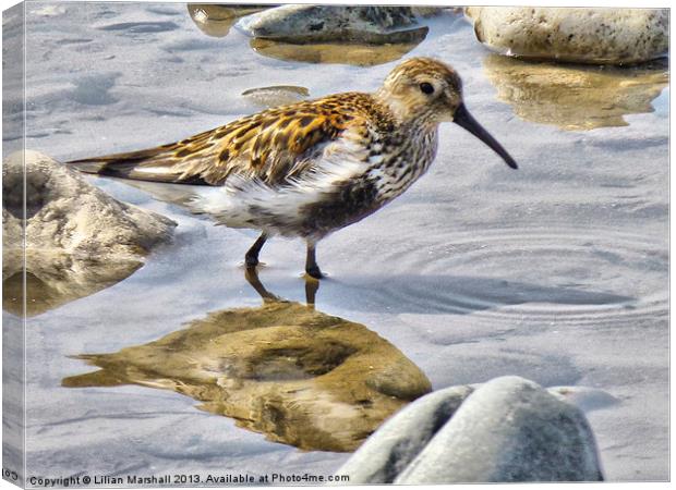 The Dunlin Canvas Print by Lilian Marshall