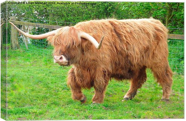 Highland Cattle. Canvas Print by Lilian Marshall