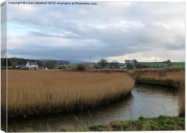 Reed Beds beside the River Condor. Canvas Print by Lilian Marshall