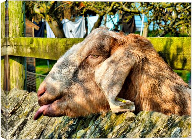 A Lop Eared Goat. Canvas Print by Lilian Marshall