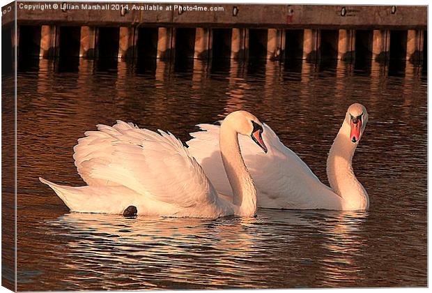 Swans in the Sunset. Canvas Print by Lilian Marshall