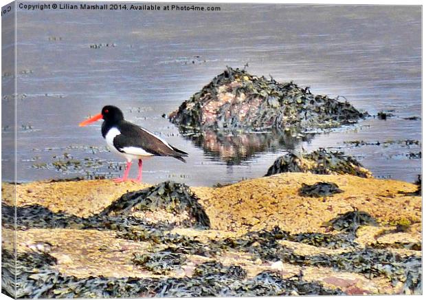 Oyster Catcher on the Rocks. Canvas Print by Lilian Marshall