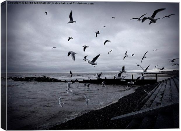 Seagulls at Cleveleys. Canvas Print by Lilian Marshall
