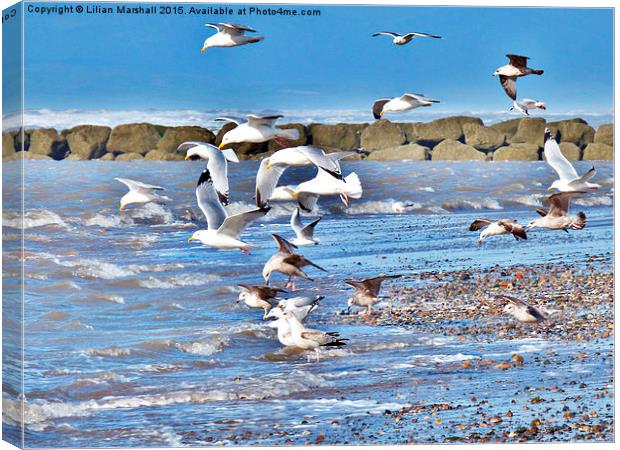  Seagulls on the Beach. Canvas Print by Lilian Marshall
