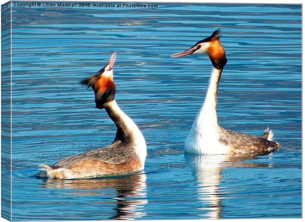 Great Crested Grebes Courting.  Canvas Print by Lilian Marshall