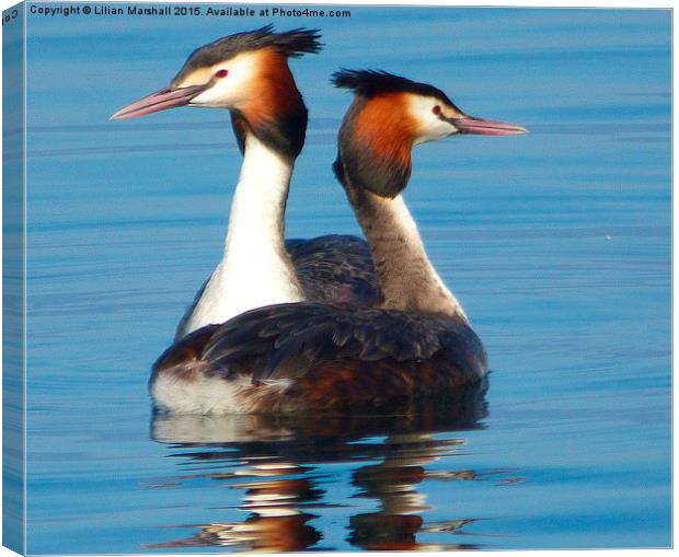 Great Crested Grebes courting.,  Canvas Print by Lilian Marshall