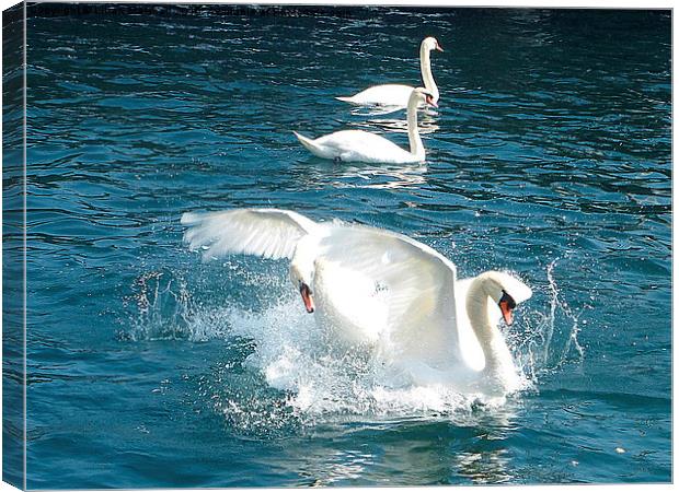 Swans fighting.  Canvas Print by Lilian Marshall