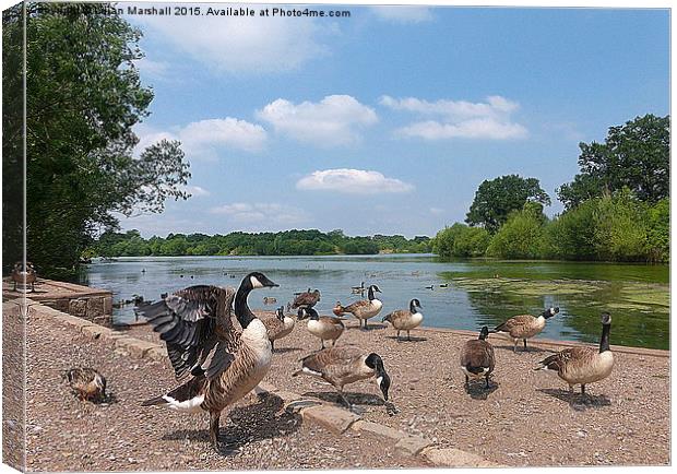  Dinton Pastures Country Park. Canvas Print by Lilian Marshall