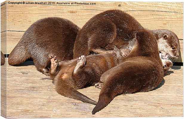  Otters Playing. Canvas Print by Lilian Marshall