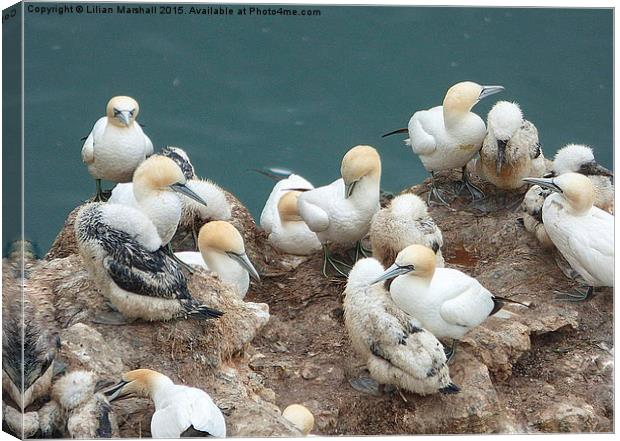  Gannets and their chicks.  Canvas Print by Lilian Marshall