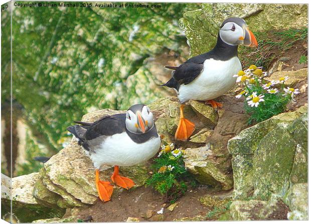  Puffins on the Cliffs..  Canvas Print by Lilian Marshall