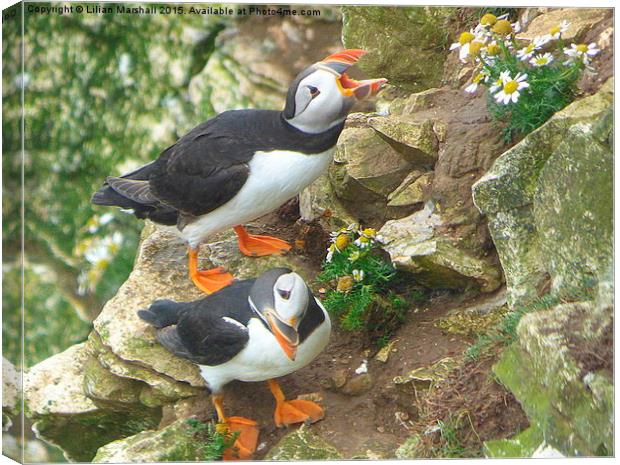  Puffins at Bempton Cliffs.  Canvas Print by Lilian Marshall