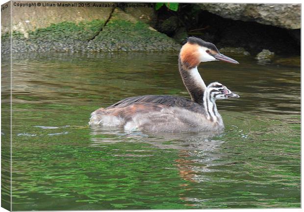  A Great Crested Grebe and it's chick. Canvas Print by Lilian Marshall