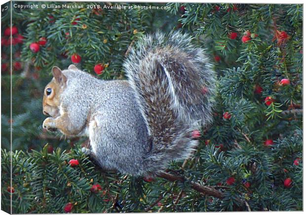 Bright Eyed and Bushy Tailed .  Canvas Print by Lilian Marshall