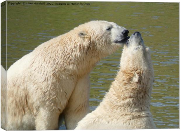 Polar bears playing.  Canvas Print by Lilian Marshall