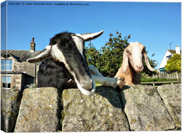 2 Nosy Goats , Canvas Print by Lilian Marshall