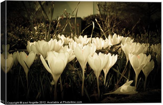 crocus of the dark Canvas Print by paul forgette
