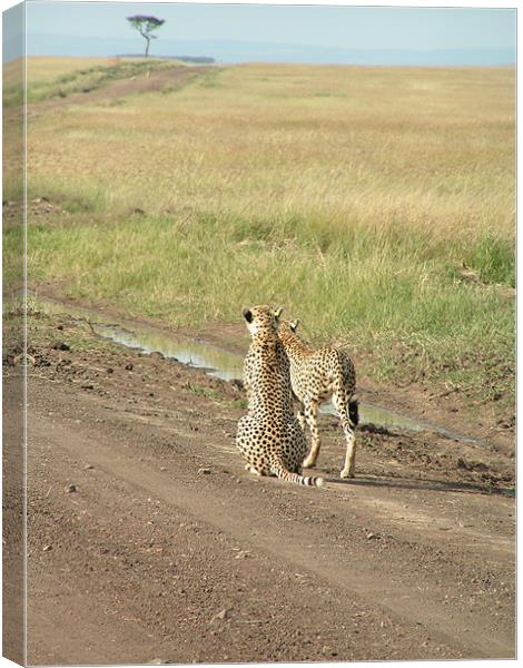 Mara cheetahs looking into the distance Canvas Print by imran haq