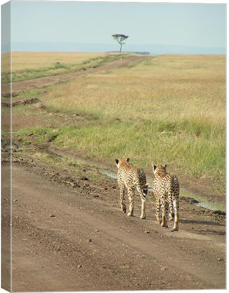 Cheetahs On The Move Canvas Print by imran haq