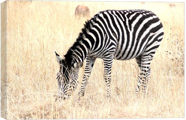 The Solitary Zebra Canvas Print by Hush Naidoo