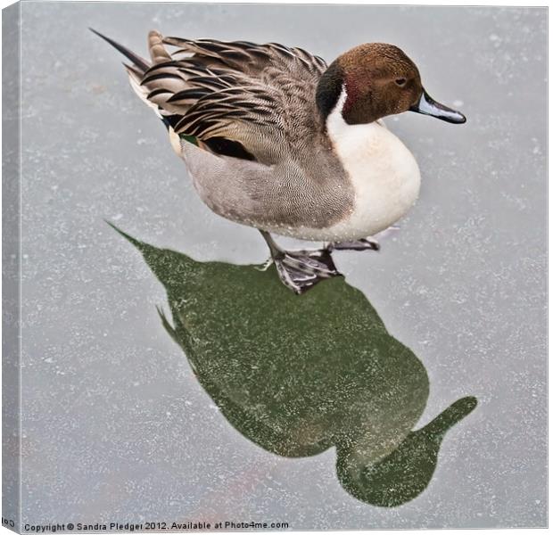 Standing on ice....Male pintail Canvas Print by Sandra Pledger