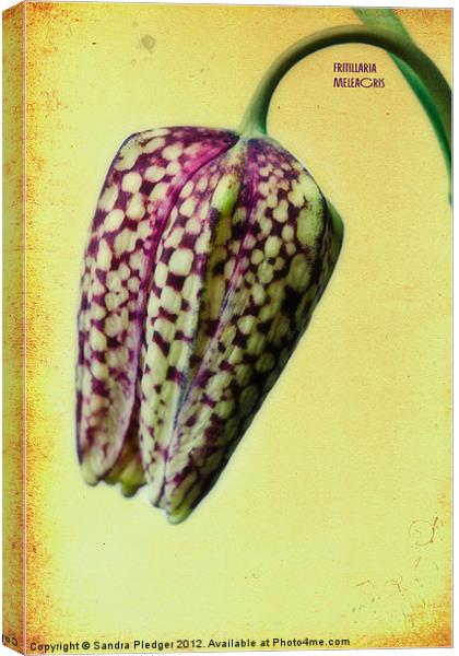 Fritillaria meliagris Canvas Print by Sandra Pledger
