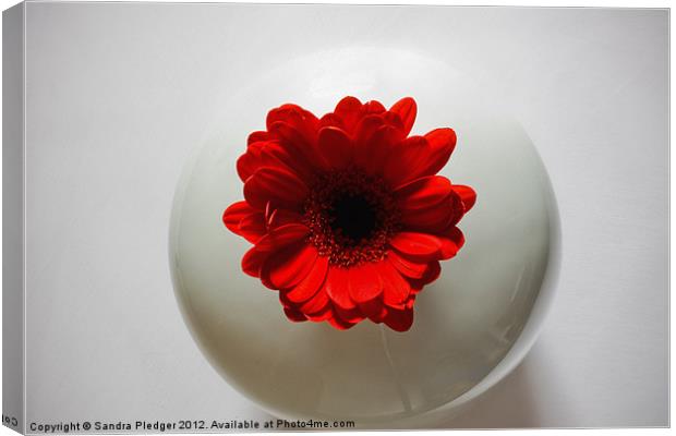 Red Gerbera in White Vase Canvas Print by Sandra Pledger