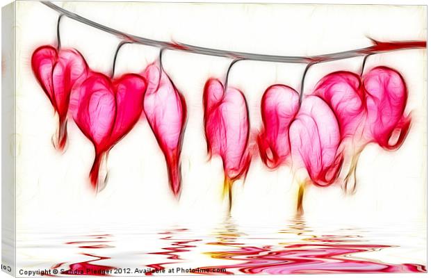 Bleeding Hearts Canvas Print by Sandra Pledger