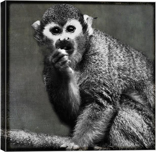 Common Squirrel Monkey Canvas Print by Sandra Pledger