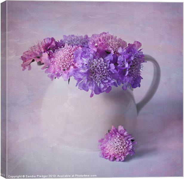 Scabious still life Canvas Print by Sandra Pledger