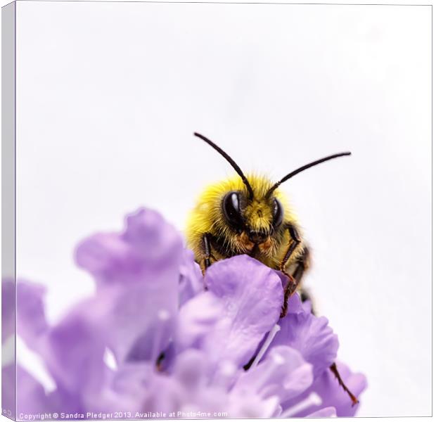 Male early Bumble Bee Canvas Print by Sandra Pledger