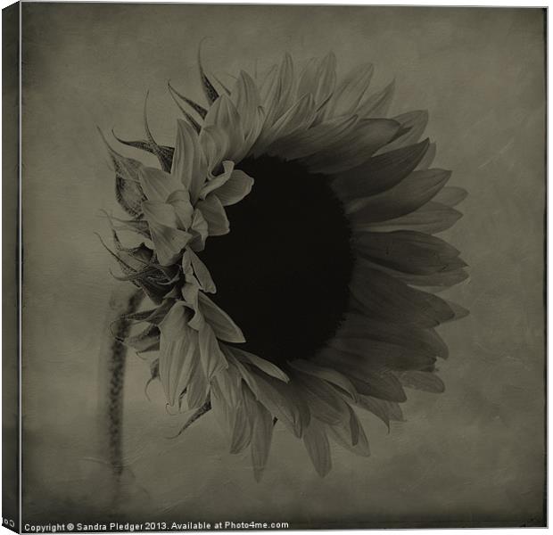 Sunflower Canvas Print by Sandra Pledger