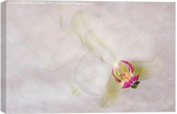 Flower Angel Canvas Print by Sandra Pledger