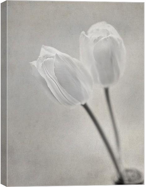 Tulips Canvas Print by Sandra Pledger