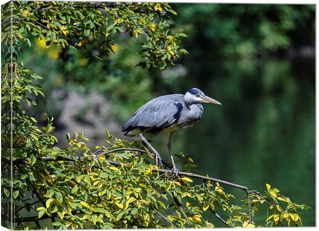 Grey Heron Canvas Print by Sandra Pledger