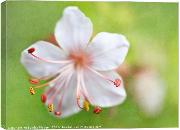 Cranesbill Geranium Canvas Print by Sandra Pledger