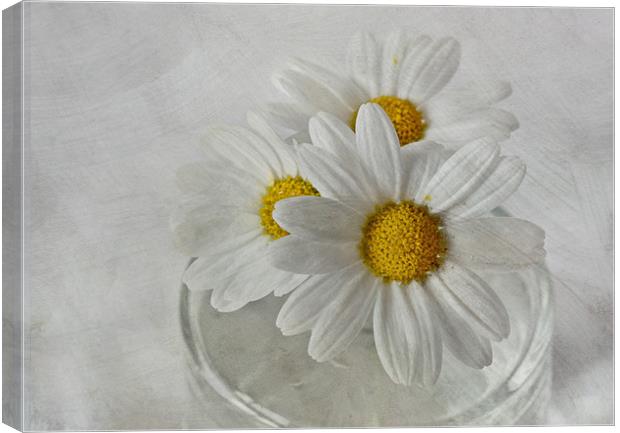 Daisies in a glass jar Canvas Print by Sandra Pledger