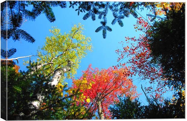 Autumn Trees in America Canvas Print by justin rafftree