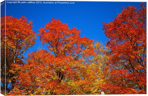 Autumn Maple Trees Canvas Print by justin rafftree