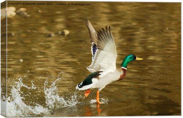 LIFT OFF Canvas Print by andrew saxton