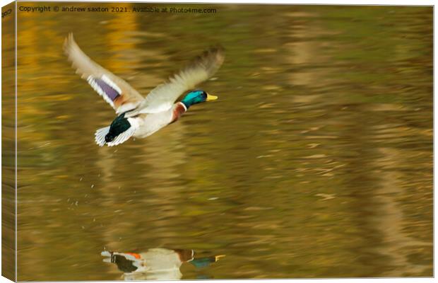 Winging it Canvas Print by andrew saxton