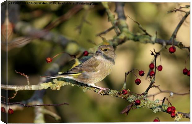  MY TREE Canvas Print by andrew saxton