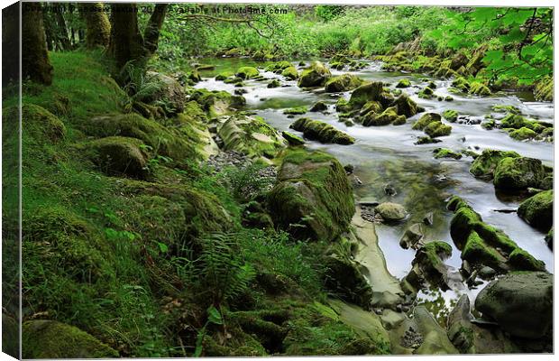  SMALL STREAM Canvas Print by andrew saxton