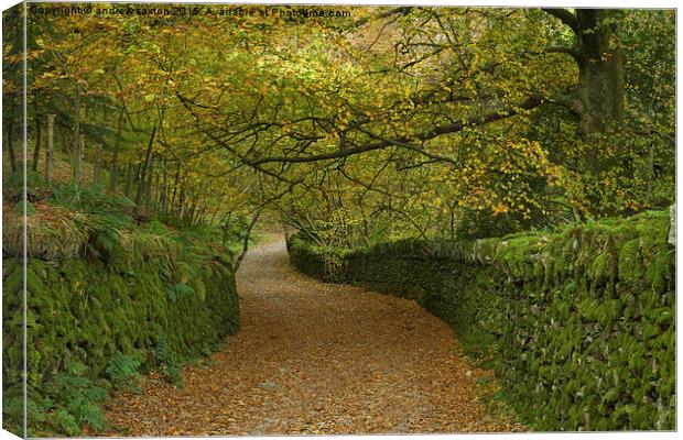  LEAFY LANE Canvas Print by andrew saxton