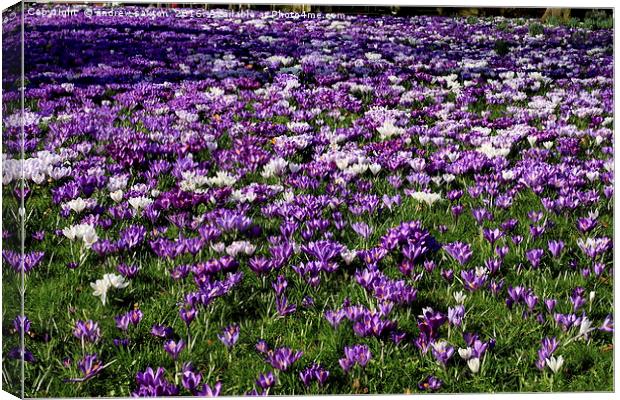 A SEA OF PURPLE Canvas Print by andrew saxton