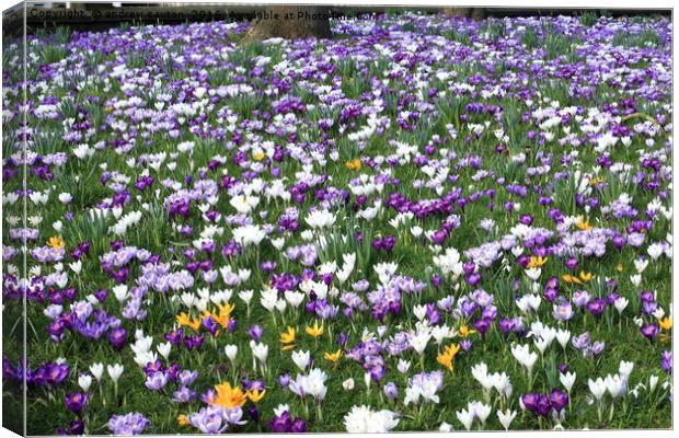FLORAL CARPET Canvas Print by andrew saxton