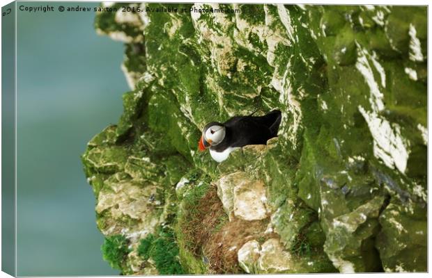 PUFFIN ALONE Canvas Print by andrew saxton