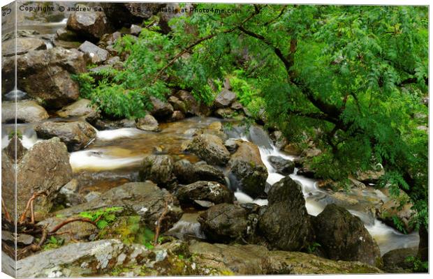 ROCKY TREE Canvas Print by andrew saxton